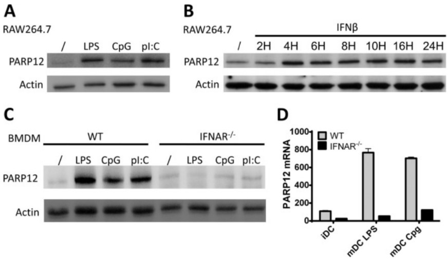 Expression of PARP12.jpg